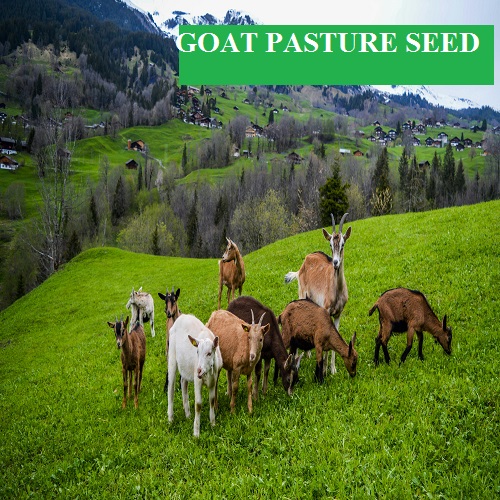 Goat Pasture Seed