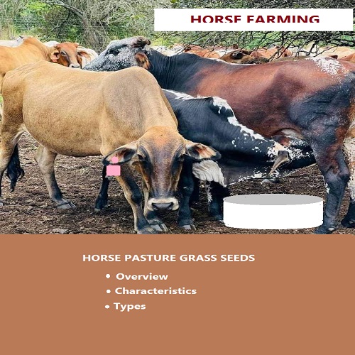 Horse Pasture Grass Seeds