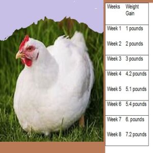 Cornish Cross Broiler