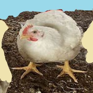cornish Cross Broiler 