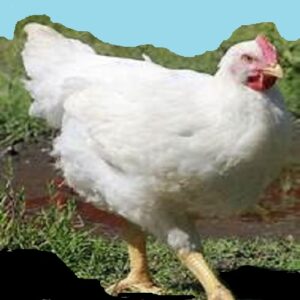 Cornish Cross Broiler
