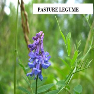 Pasture weed and weed