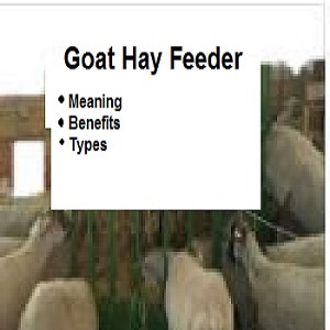 Goat Hay Feeder