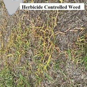 pasture weed and feed