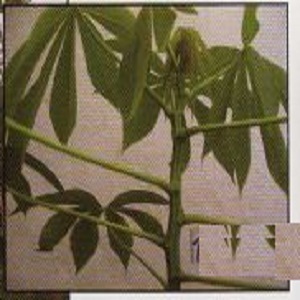 Improve Cassava Varieties
