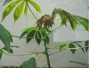 Improve Cassava Varietis
