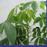 Improve Cassava Varieties