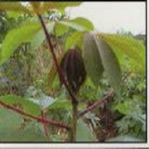 Improve Cassava Varieties
