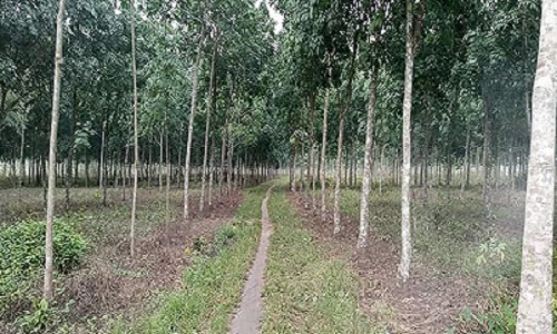 Components of An Agroecosystem 