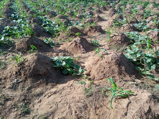 Subsistence farming in Africa