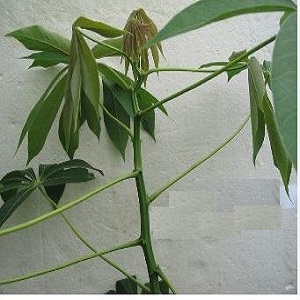 Improve Cassava varieties