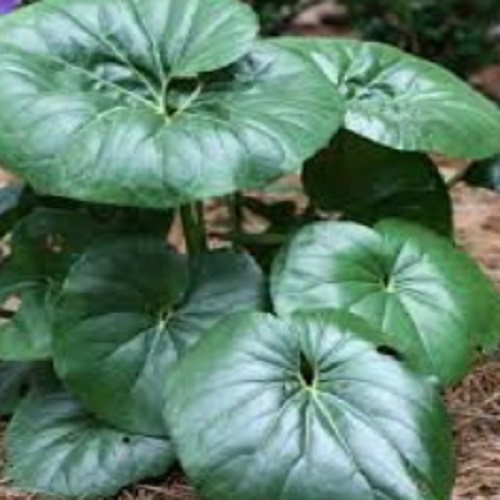 Tractor Seat Plant