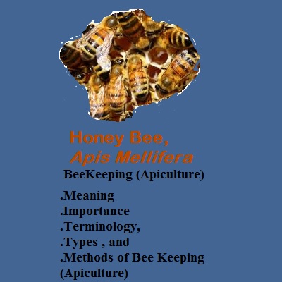 Beekeeping