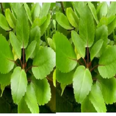 Miracle Leaf