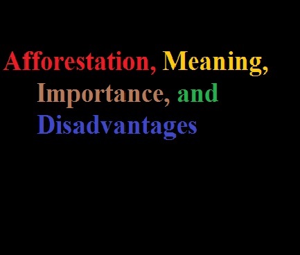 afforestation